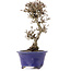 Viburnum, 16,5 cm, ± 8 years old