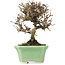 Viburnum, 13 cm, ± 8 years old