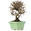 Viburnum, 13 cm, ± 8 Jahre alt