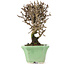 Viburnum, 13 cm, ± 8 years old