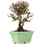 Viburnum, 13 cm, ± 8 years old