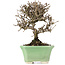 Viburnum, 13 cm, ± 8 years old