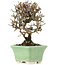 Viburnum, 13 cm, ± 8 years old