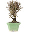 Viburnum, 13 cm, ± 8 years old