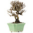 Viburnum, 13 cm, ± 8 years old