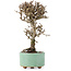 Viburnum, 18 cm, ± 8 years old