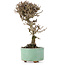 Viburnum, 18 cm, ± 8 years old