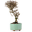 Viburnum, 18 cm, ± 8 years old