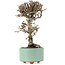 Viburnum, 18 cm, ± 8 years old