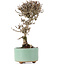 Viburnum, 18 cm, ± 8 years old