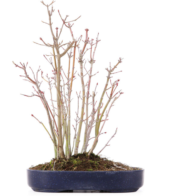 Acer palmatum, 29 cm, ± 8 jaar oud, met één Buergerianum tak