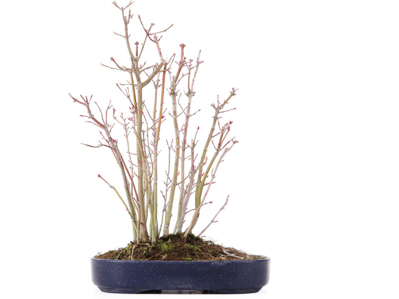 Acer palmatum, 29 cm, ± 8 Jahre alt, mit einem Buergerianum-Zweig