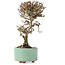 Viburnum, 18 cm, ± 8 years old