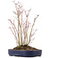 Acer palmatum, 29 cm, ± 8 jaar oud, met één Buergerianum tak