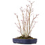 Acer palmatum, 29 cm, ± 8 years old, with one Buergerianum branch