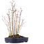 Acer palmatum, 29 cm, ± 8 years old, with one Buergerianum branch