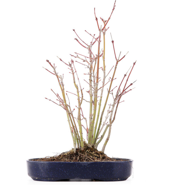 Acer palmatum, 28 cm, ± 8 jaar oud