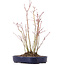 Acer palmatum, 28 cm, ± 8 Jahre alt