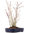 Acer palmatum, 28 cm, ± 8 jaar oud