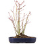 Acer palmatum, 28 cm, ± 8 jaar oud