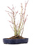 Acer palmatum, 28 cm, ± 8 jaar oud