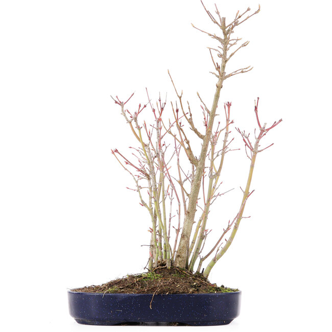 Acer palmatum, 36 cm, ± 8 anni, con un ramo di Buergerianum