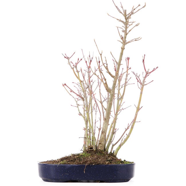 Acer palmatum, 36 cm, ± 8 años, con una rama Buergerianum