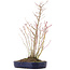 Acer palmatum, 36 cm, ± 8 anni, con un ramo di Buergerianum