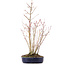 Acer palmatum, 36 cm, ± 8 anni, con un ramo di Buergerianum