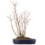 Acer palmatum, 36 cm, ± 8 anni, con un ramo di Buergerianum