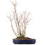 Acer palmatum, 36 cm, ± 8 years old, with one Buergerianum branch