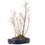 Acer palmatum, 36 cm, ± 8 anni, con un ramo di Buergerianum