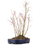 Acer palmatum, 36 cm, ± 8 years old, with one Buergerianum branch