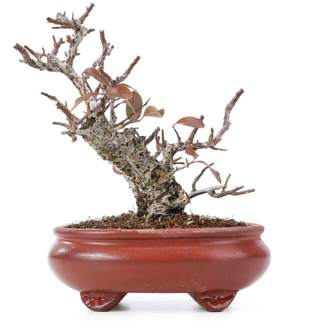 Pyracantha, 16 cm, ± 12 anni