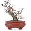 Pyracantha, 16 cm, ± 12 years old