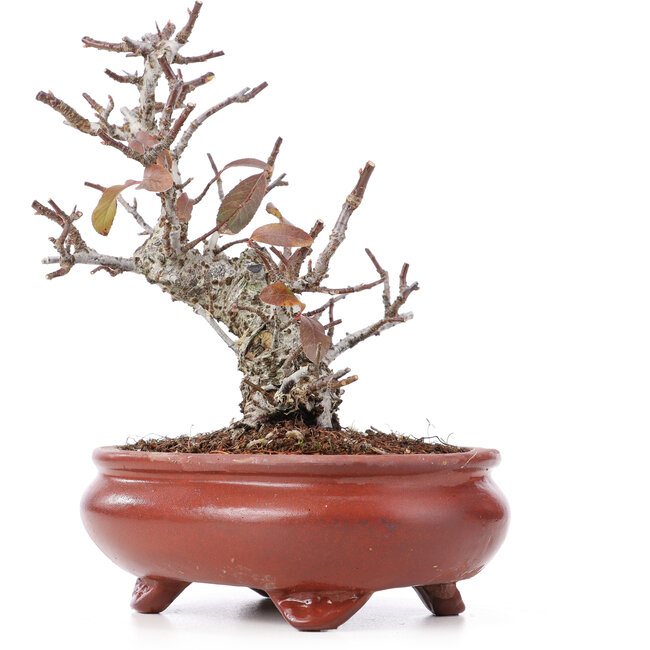 Pyracantha, 16 cm, ± 12 Jahre alt