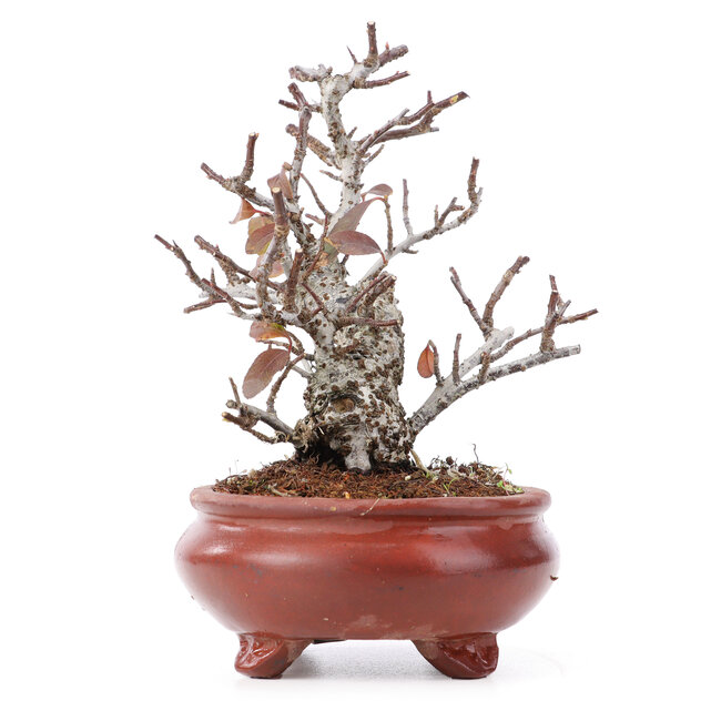 Pyracantha, 16 cm, ± 12 years old