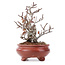 Pyracantha, 16 cm, ± 12 years old