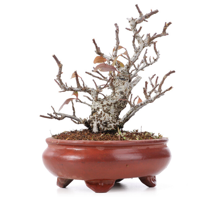 Pyracantha, 16 cm, ± 12 años