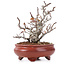 Pyracantha, 16 cm, ± 12 years old