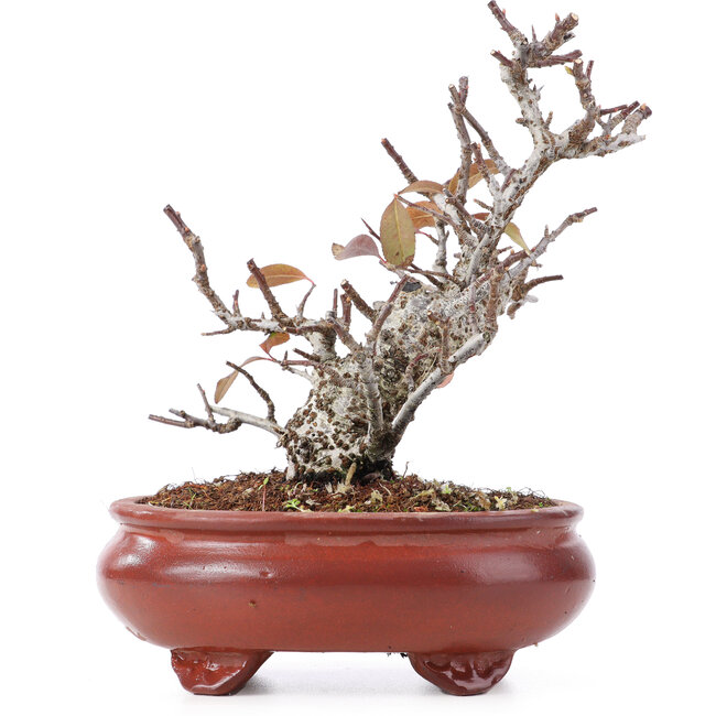 Pyracantha, 16 cm, ± 12 jaar oud