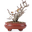 Pyracantha, 16 cm, ± 12 years old