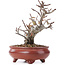 Pyracantha, 16 cm, ± 12 years old