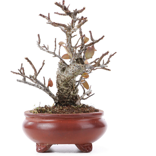 Pyracantha, 16 cm, ± 12 años