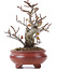 Pyracantha, 16 cm, ± 12 años
