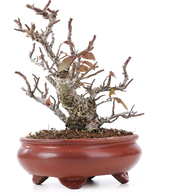 Pyracantha, 16 cm, ± 12 years old