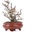 Pyracantha, 16 cm, ± 12 years old