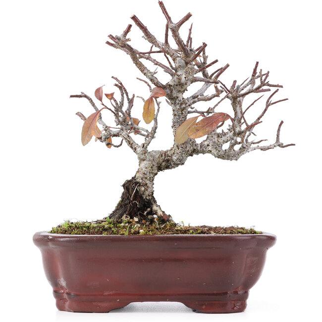 Pyracantha, 16,5 cm, ± 12 años