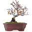 Pyracantha, 16,5 cm, ± 12 anni