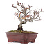 Pyracantha, 16,5 cm, ± 12 years old